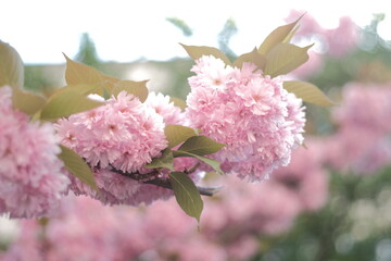 Pink sakura flowers close-up on a blurred floral background.