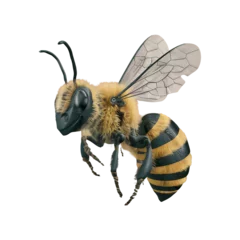 Fotobehang Honey bee insect bee cut out png isolated on transparent background © Pipin