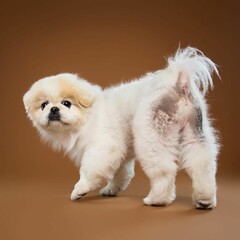 
Beautiful Pekingese dog isolated on brown background. looking at camera . front view. dog studio portrait.happy dog .dog isolated .puppy isolated .puppy closeup face,indoors.brown background .