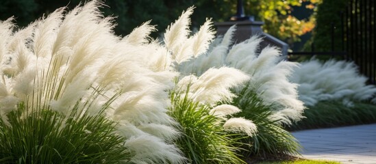 A line of tall white grass swaying in the wind creates a natural landscape art in the garden, complemented by water and conifer trees