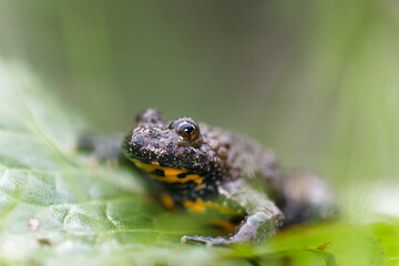 Bombina variegata Gelbauchunke