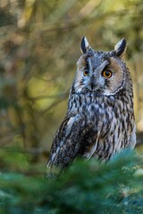 great horned owl