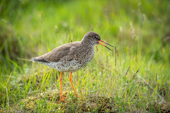Rotschenkel in tiefgr&uuml;ner Wiese, oranger Schnabel ist ge&ouml;ffnet
