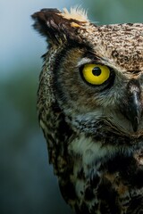 great horned owl
