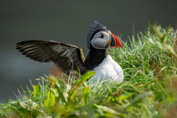 Papageitaucher spreizt die Flügel, sitzt in der Wiese