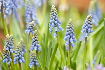 wonderful little blue muscari blooming in a flower bed