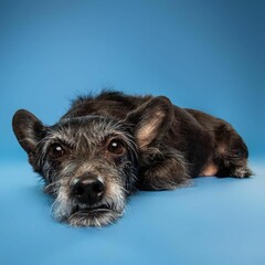 
Beautiful terrier mix dog isolated on blue background. looking at camera . front view. dog studio portrait.happy dog .dog isolated .puppy isolated .puppy closeup face,indoors.blue background .