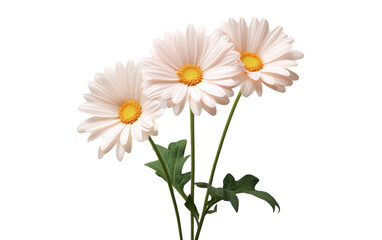 Three white daisies stand tall in a vase, their delicate petals softly swaying against a pristine white background