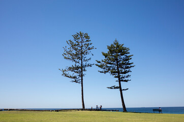 tall trees in blue sky by the beach 