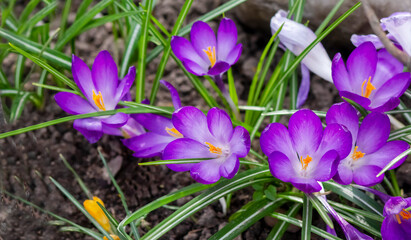 Purple crocus flowers in spring on a flower bed
