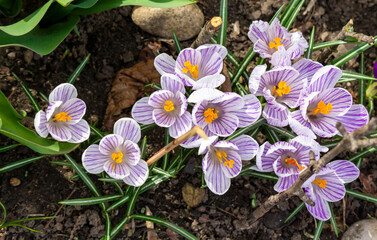 Siebers Crocus Tricolor flowers - Latin name - Crocus sieberi subsp. sublimis Tricolor