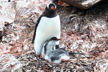 Gentoo penguins in nests with chicks in Antarctica