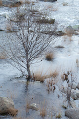 A tree in the cold river during winter season, north of Portugal.