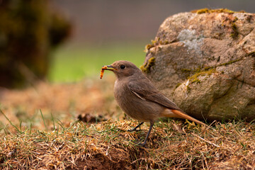 Female Common redstart with a tenebrium in its beak.