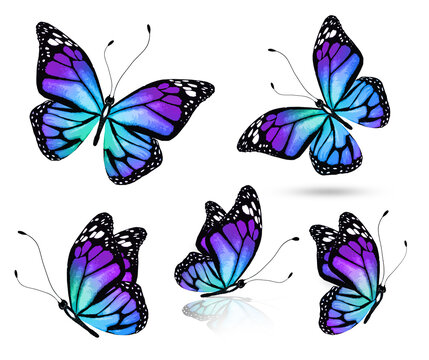 Color bright butterfly set, isolated on white