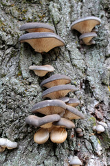 Oyster mushroom (Pleurotus ostreatus) grow in the wild