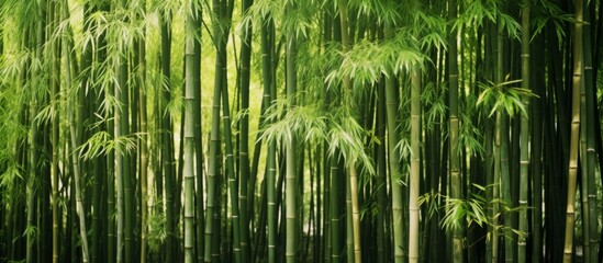 A natural landscape filled with terrestrial plants, bamboo trees with thick trunks and vibrant...