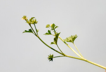 Ranunculus muricatus plant also known as spinyfruit buttercup and rough-fruited buttercup isolated...