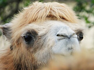 Obraz premium Kamel Portrait