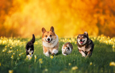 cute furry friends two cats and two cheerful dogs run together through a green meadow on a sunny spring day