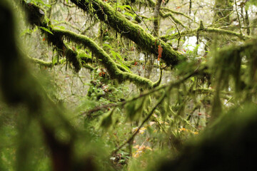 Mossy Tree Branches