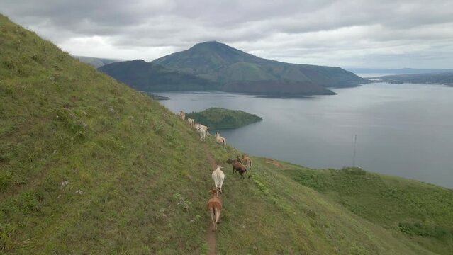 A herd of cattle looking for food in the hills around Lake Toba