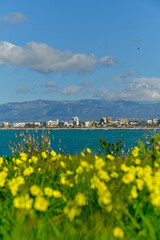 Mallorca Palma mit Blumen im Vordergrund