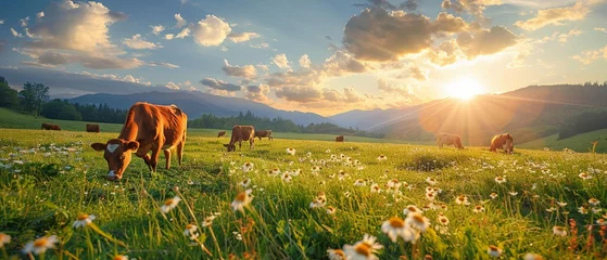 Foto op Plexiglas Cattle grazing, wide open fields, sustainable farming for an ecofriendly food wallpaper , high-resolution © NatthyDesign