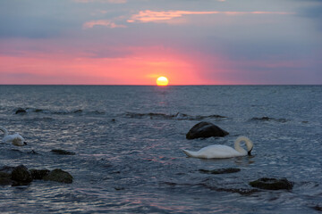 A swan swims in the open sea at sunset - obrazy, fototapety, plakaty