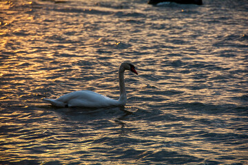 A swan swims in the water - obrazy, fototapety, plakaty