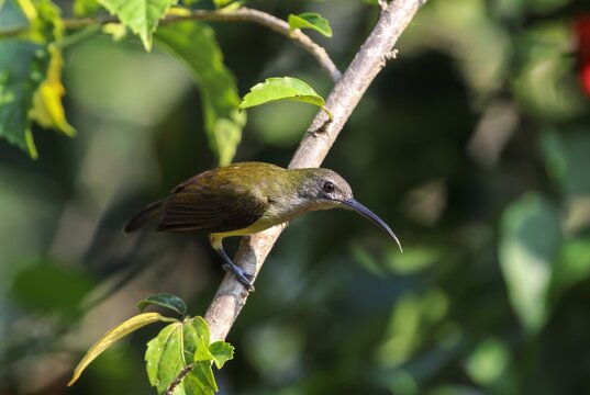 little spiderhunter is a species of long-billed nectar-feeding bird in the family Nectariniidae found in the moist forests of South and Southeast Asia. 