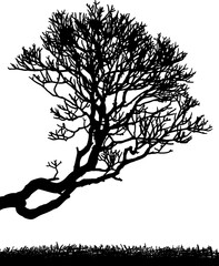 arboles, vector, silueta, paisaje, arbol, florecer, ramas, hojas, bosque, ilustracion, arte, naturaleza, descanso, follaje, textura