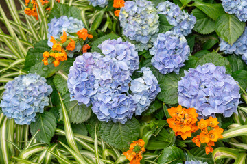 potted blue hydrangea flowers contrasted with Ornithogalum dubium