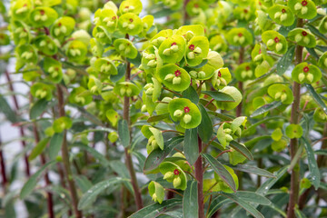Martin's spurge (Euphorbia x martini) 

