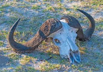 Cape Buffalo Skull in the Veldt