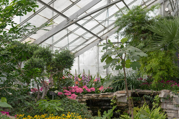 general view inside an urban conservatory with shallow depth of field focus on a fig plant