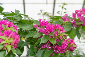 close-up of magenta pink Bougainvillea blossoms and leaves at the botanical garden