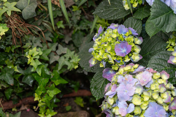 ivy foliage and blue hydrangea blossoms in bud