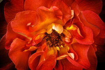 The orange rose close-up. Macro image of the flower.