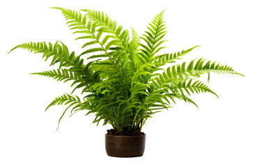 A luscious green plant thrives in a rustic brown pot against a pristine white background