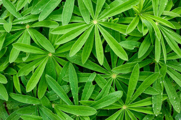 Leaf and plant background of close up green plant leaves from overhead - obrazy, fototapety, plakaty