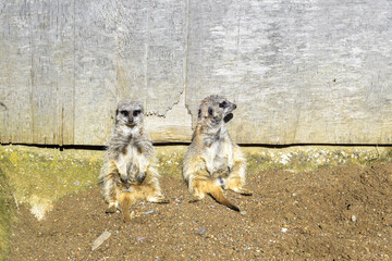 Two meercats sit together one is facing away as if to ignore the other