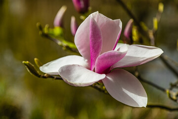 Kwiaty magnolii - obrazy, fototapety, plakaty