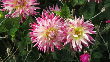 Pink Dahlia flower in bloom, close up bokeh