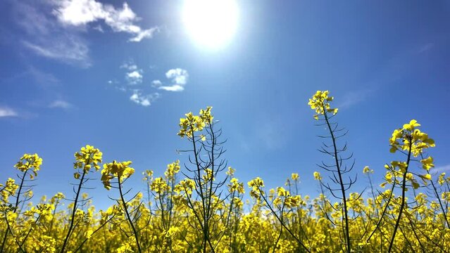 Soleil, ciel bleu et fleurs de colza