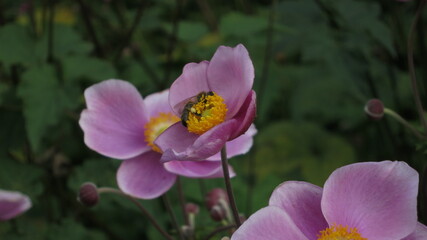 Bee on a pink Cyclamen flower
