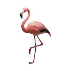 Fototapeta premium Pink flamingo bird exotic flamingo cut out png isolated on transparent background
