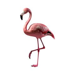 Pink flamingo bird exotic flamingo cut out png isolated on transparent background