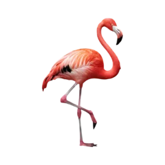  Pink flamingo bird exotic flamingo cut out png isolated on transparent background © Rini Aprilia