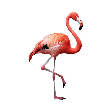 Pink flamingo bird exotic flamingo cut out png isolated on transparent background